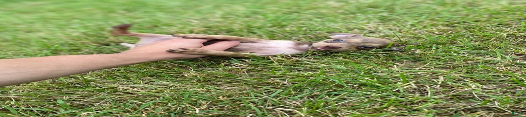 Peanut