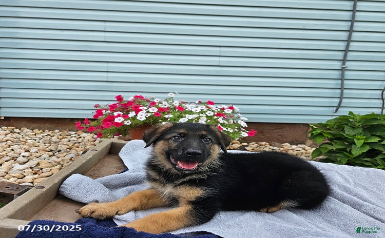German Shepherd dogs for sale - Ad 5