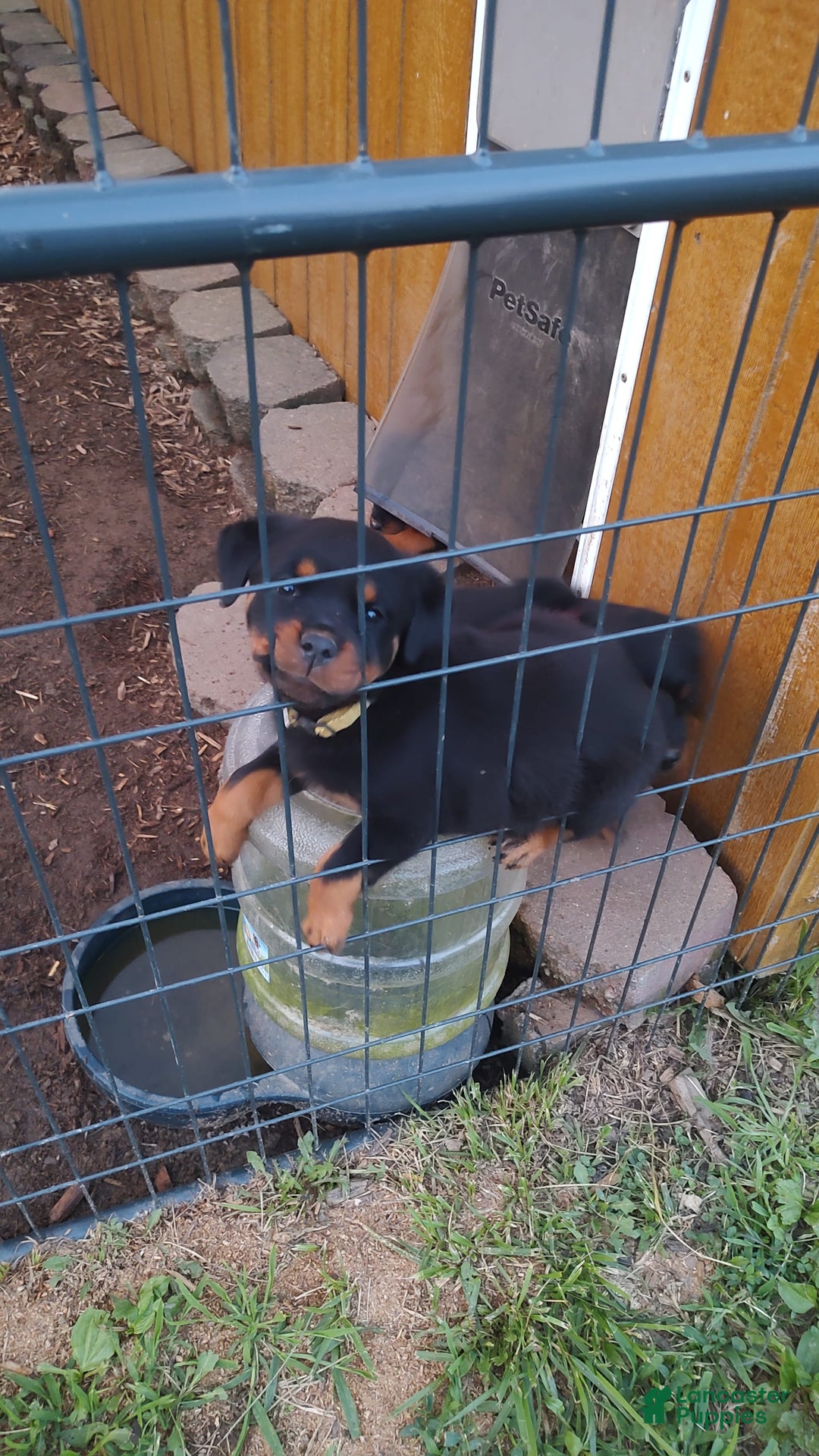 Rottweiler dogs for sale: Rottweiler 8 puppies - Image 2