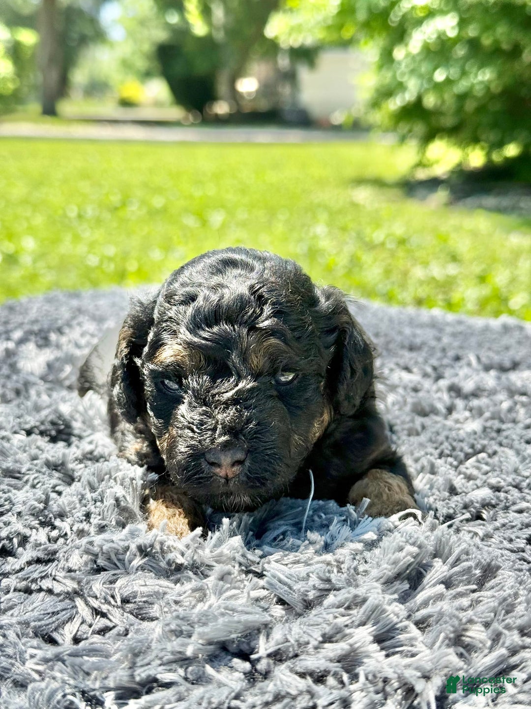 Miniature Poodle dogs for sale: Jasmine - Image 14