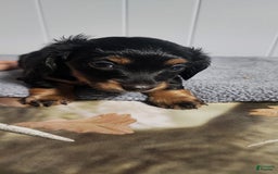 Miniature Dachshund dogs for sale: Paisley - Image 1