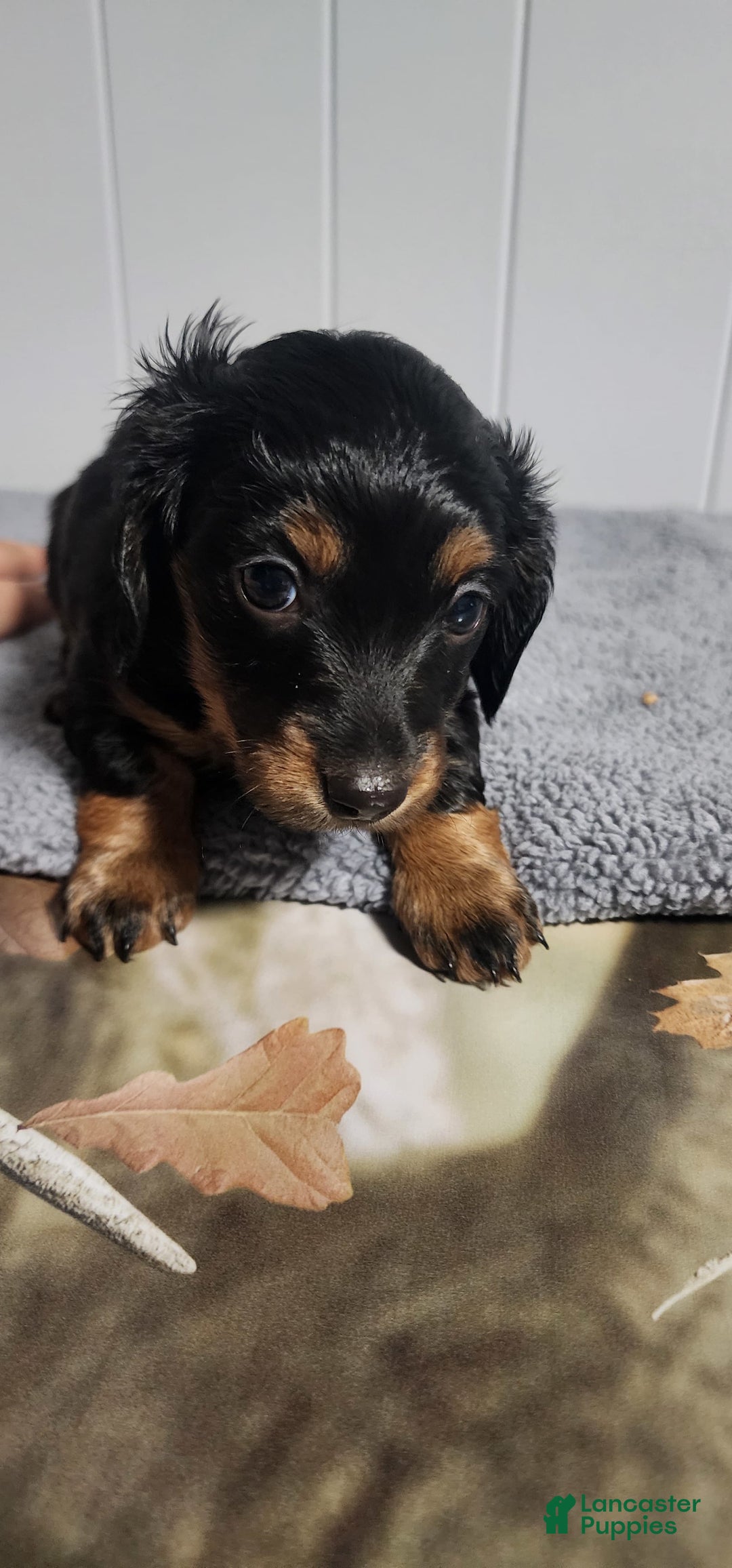 Miniature Dachshund dogs for sale: Paisley - Image 1