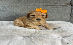 Mini Goldendoodle dogs for sale: Sandy - Image 4