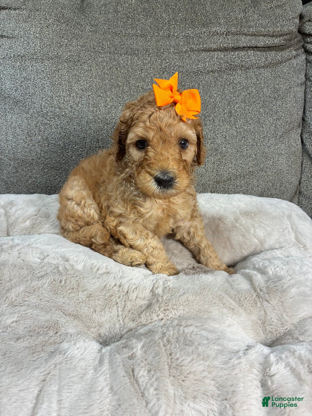 Mini Goldendoodle dogs for sale: Sandy - Image 4