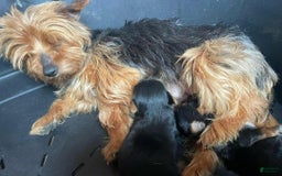 Yorkshire Terrier dogs for sale: Dora - Image 7