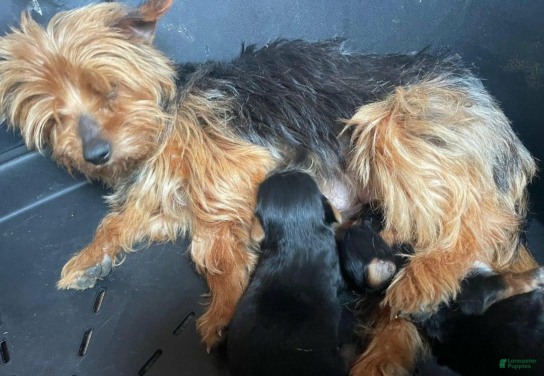 Yorkshire Terrier dogs for sale: Dora - Image 7