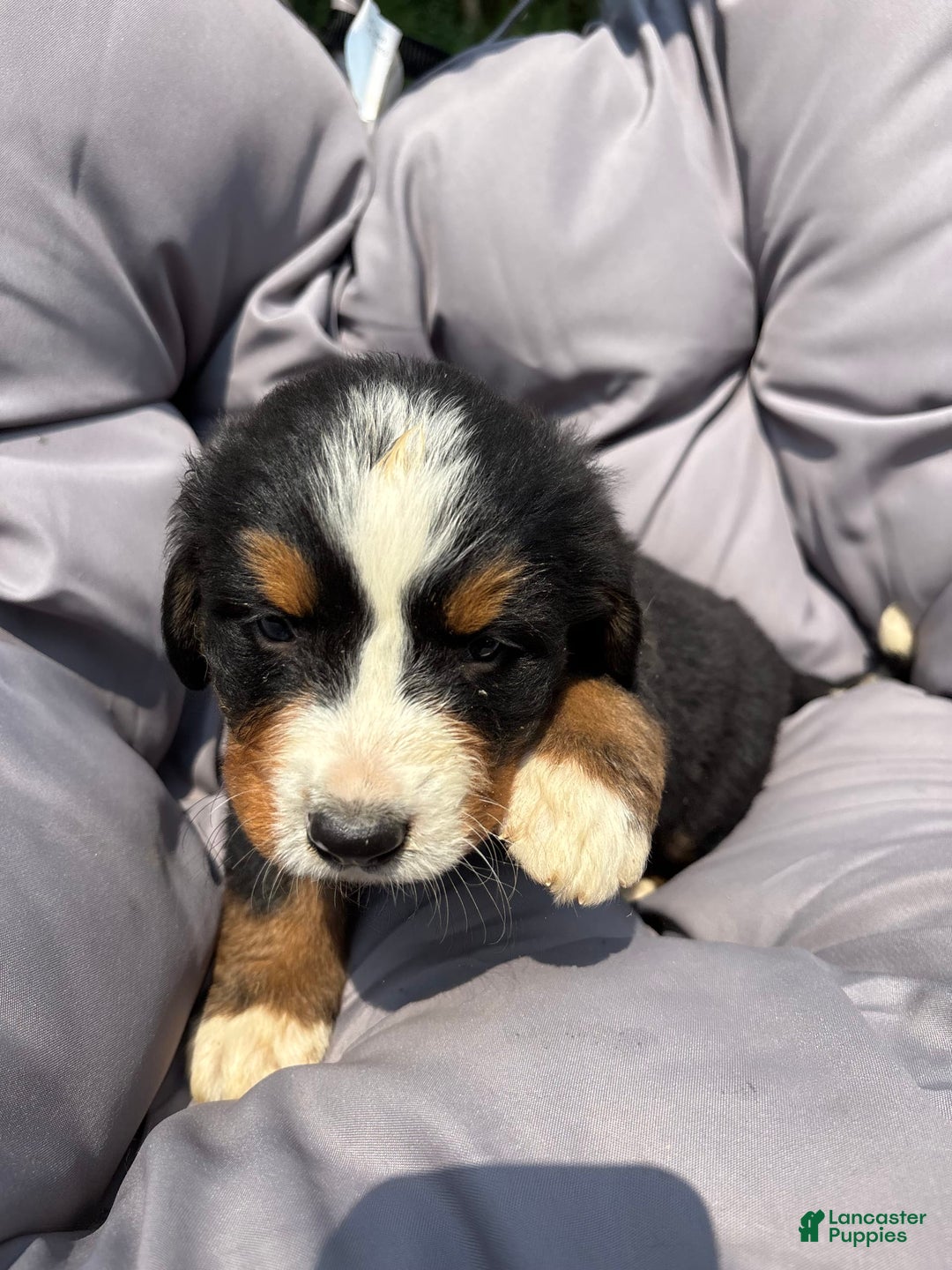Bernese Mountain Dog dogs for sale: Blue - Image 12