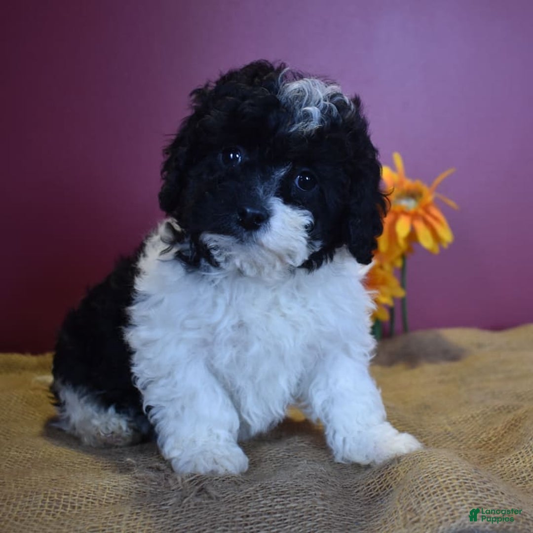 Cavapoo dogs for sale: Jasmine - Image 11
