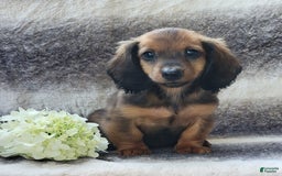 Miniature Dachshund dogs for sale: Trooper - Image 6