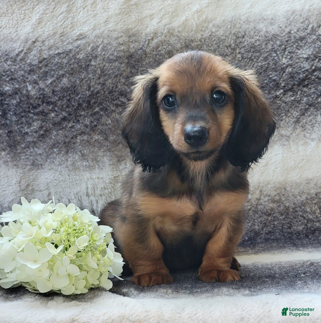 Miniature Dachshund dogs for sale: Trooper - Image 6