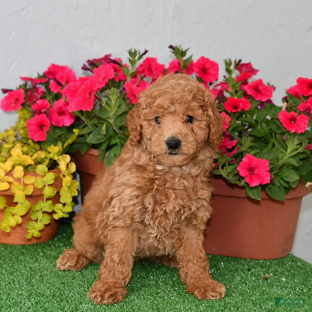 Cavapoo dogs for sale: King - Image 3