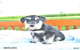 Miniature Schnauzer dogs for sale: Hallie - Image 4