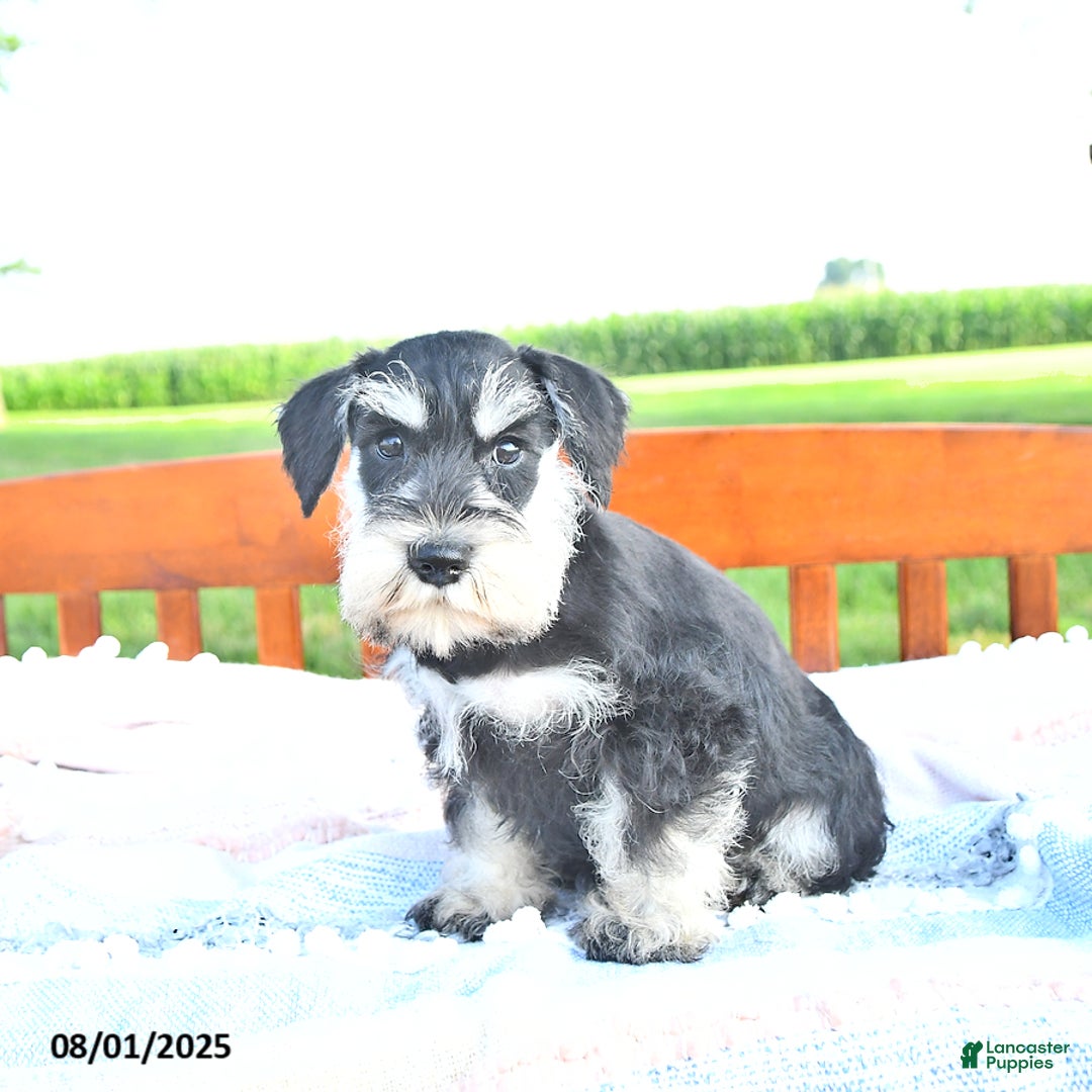Miniature Schnauzer dogs for sale: Hallie - Image 4