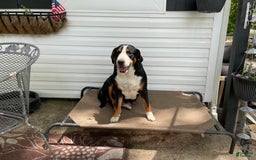 Greater Swiss Mountain Dog dogs for sale: Julep - Image 12