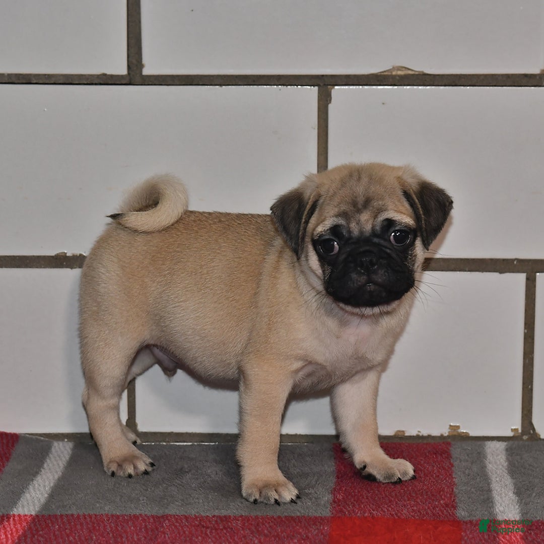 Pug dogs for sale: Ronnie - Image 1