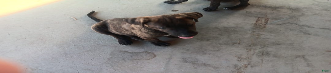 Lucy