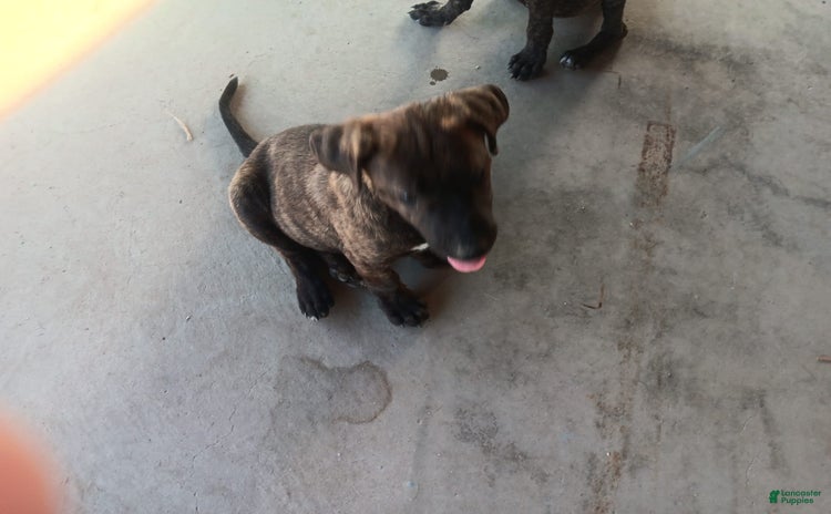 Cane Corso dogs - Advert 7