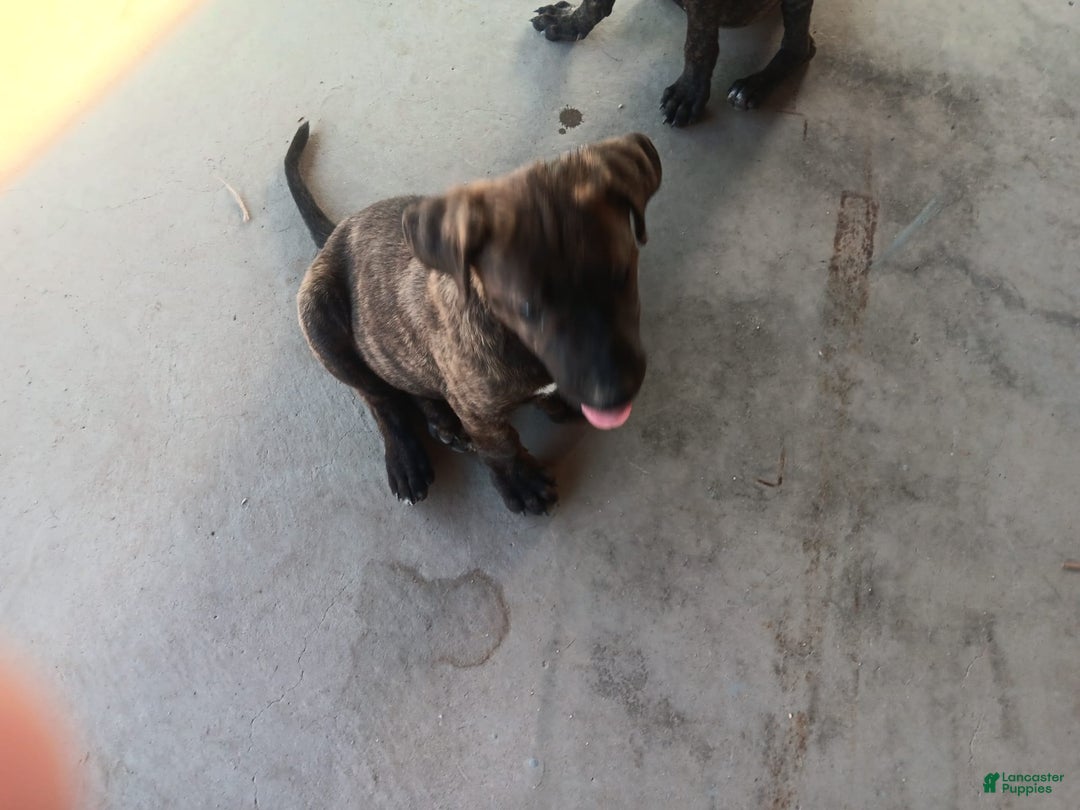 Cane Corso dogs for sale: Lucy - Image 1