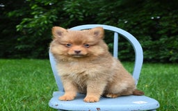 Pomeranian dogs for sale: Tanner - Image 1