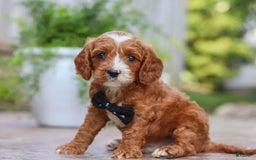 Cavapoo dogs for sale: Bean - Image 4