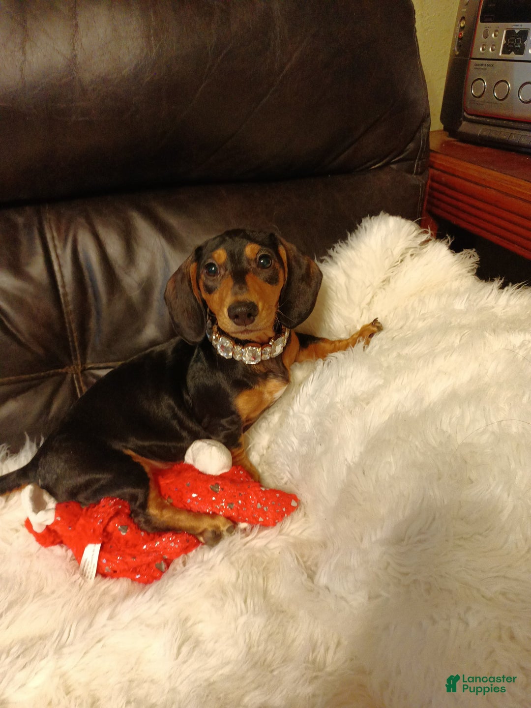 Miniature Dachshund dogs for sale: Lilly - Image 2