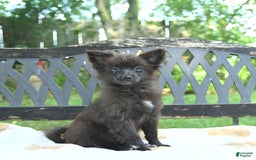 Pomeranian dogs for sale: Tinker - Image 10