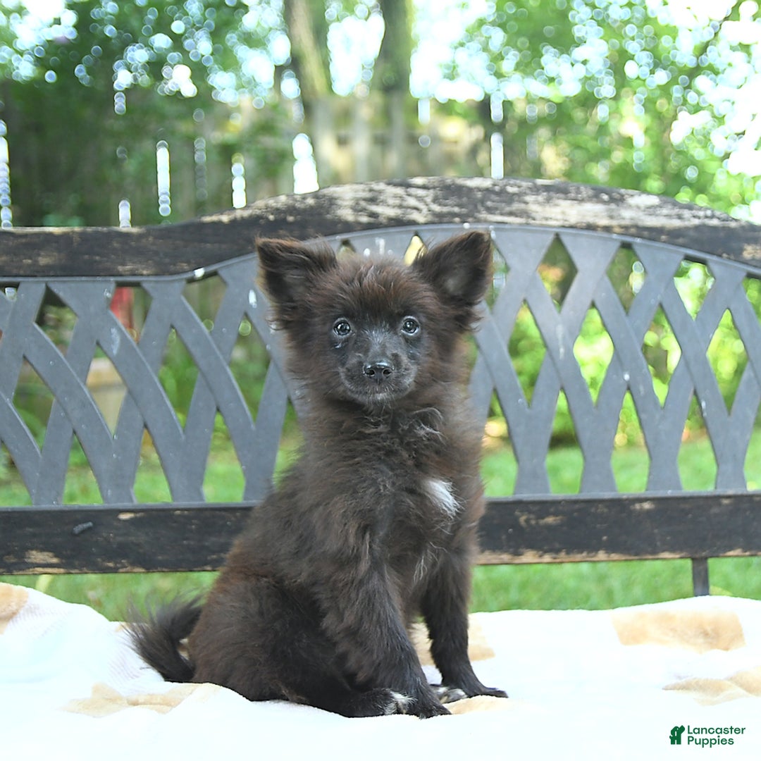 Pomeranian dogs for sale: Tinker - Image 10