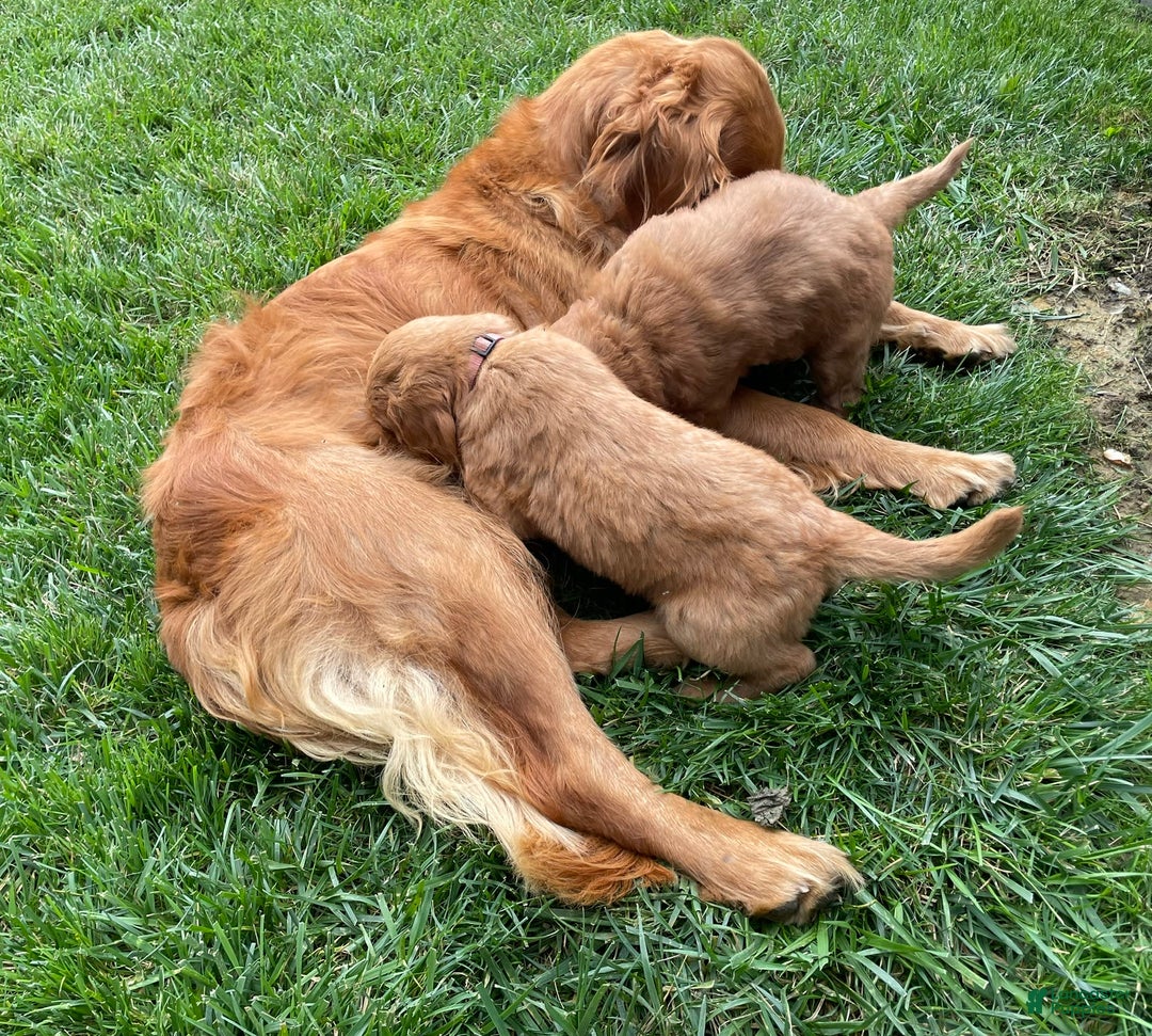 Goldendoodle dogs for sale: Bennie - Image 1