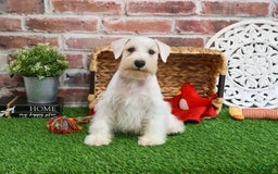 Miniature Schnauzer dogs for sale: Charles - Image 7