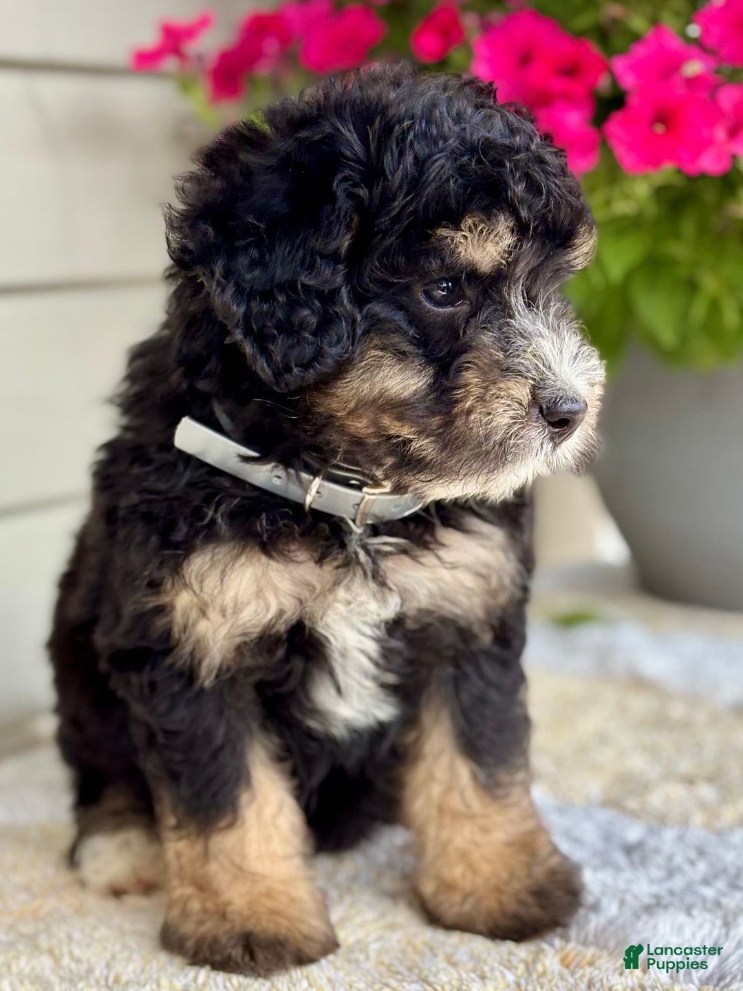 Mini Bernedoodle dogs for sale: Reno - Image 5