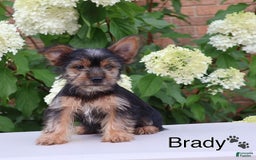 Yorkshire Terrier dogs for sale: Brady - Image 4