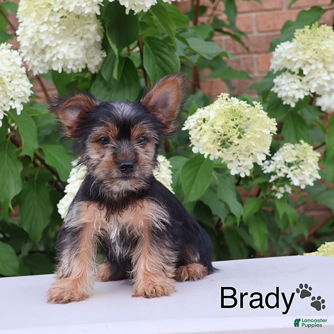 Yorkshire Terrier dogs for sale: Brady - Image 4