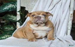 English Bulldog dogs for sale: Roscoe - Image 3