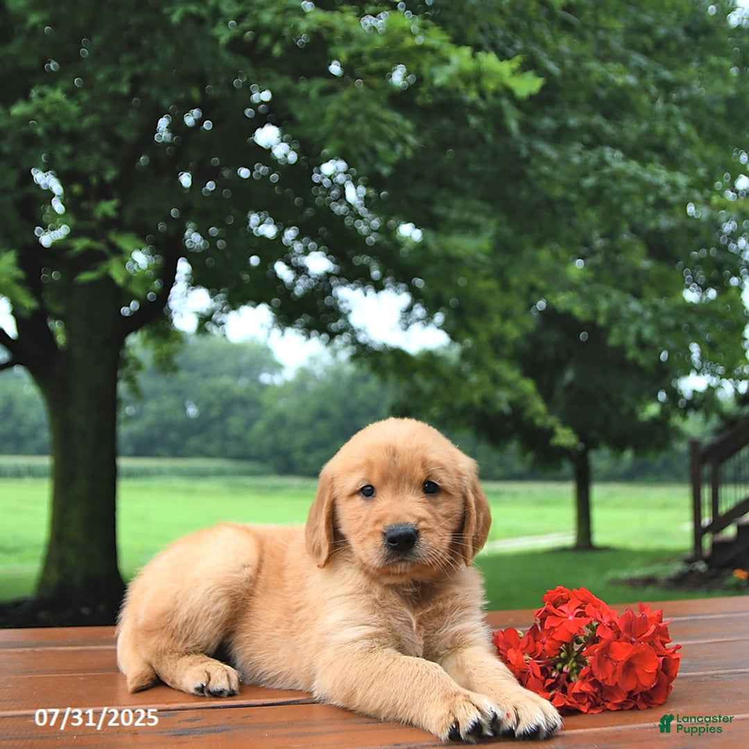 Golden Retriever dogs for sale: Golden Retriever 8 puppies - Image 1