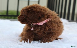 Toy Poodle dogs for sale: Haley - Image 10