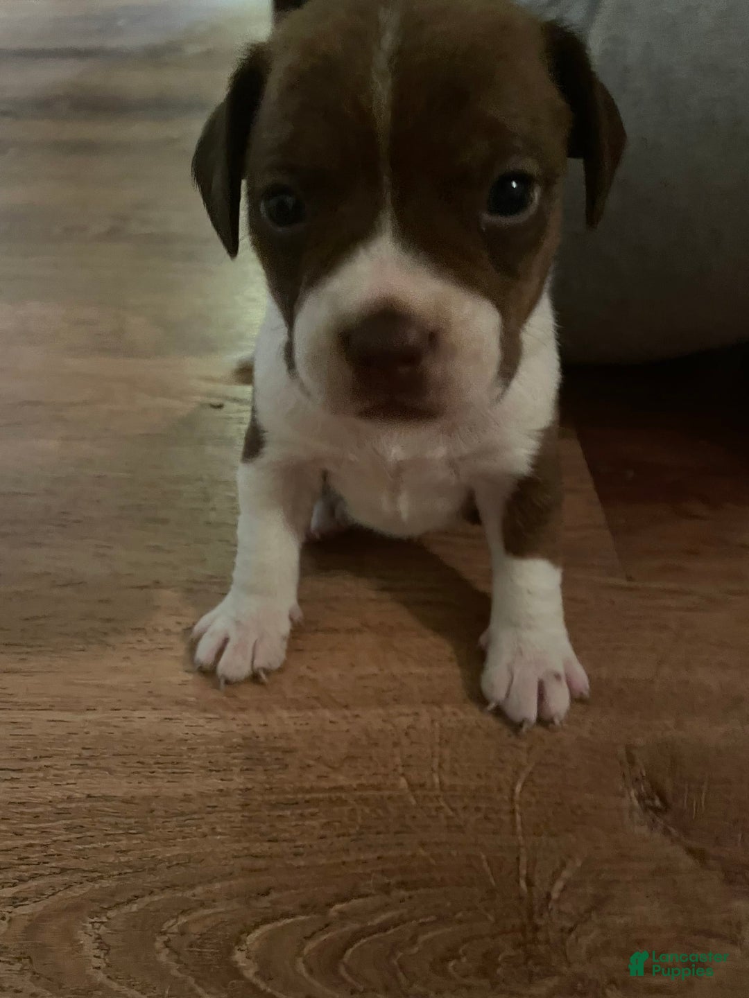 Boston Terrier dogs for sale: Ginger - Image 2