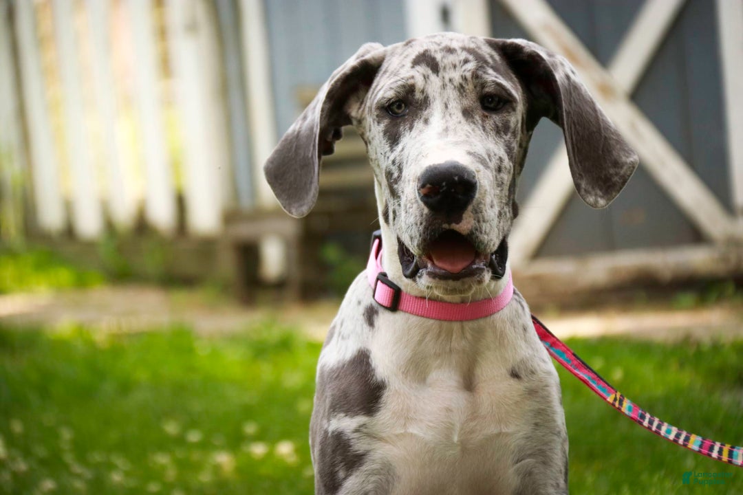 Great Dane dogs for sale: Jamaica - Image 6