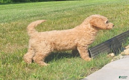 Goldendoodle dogs for sale: Taffy - Image 3