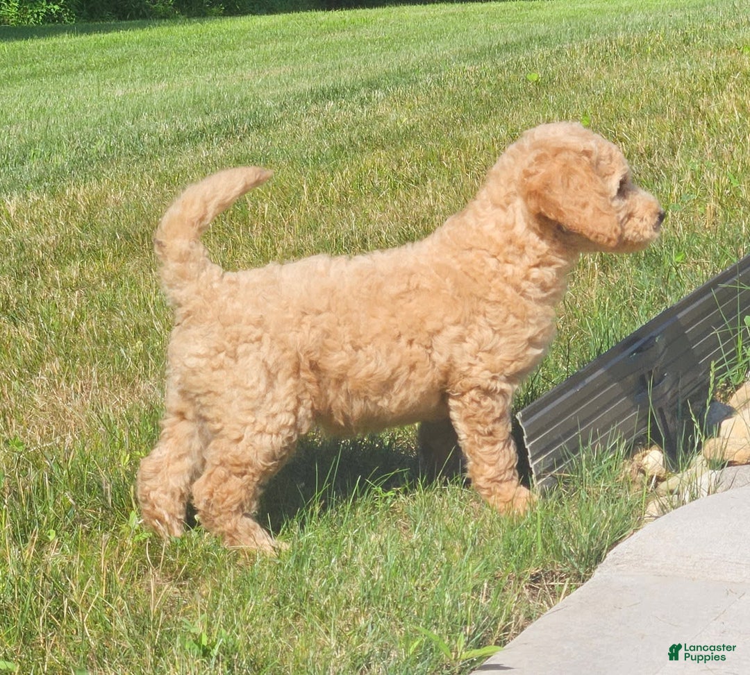 Goldendoodle dogs for sale: Taffy - Image 3