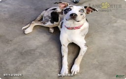 Catahoula Leopard Dog dogs for sale: Dallas - Image 7