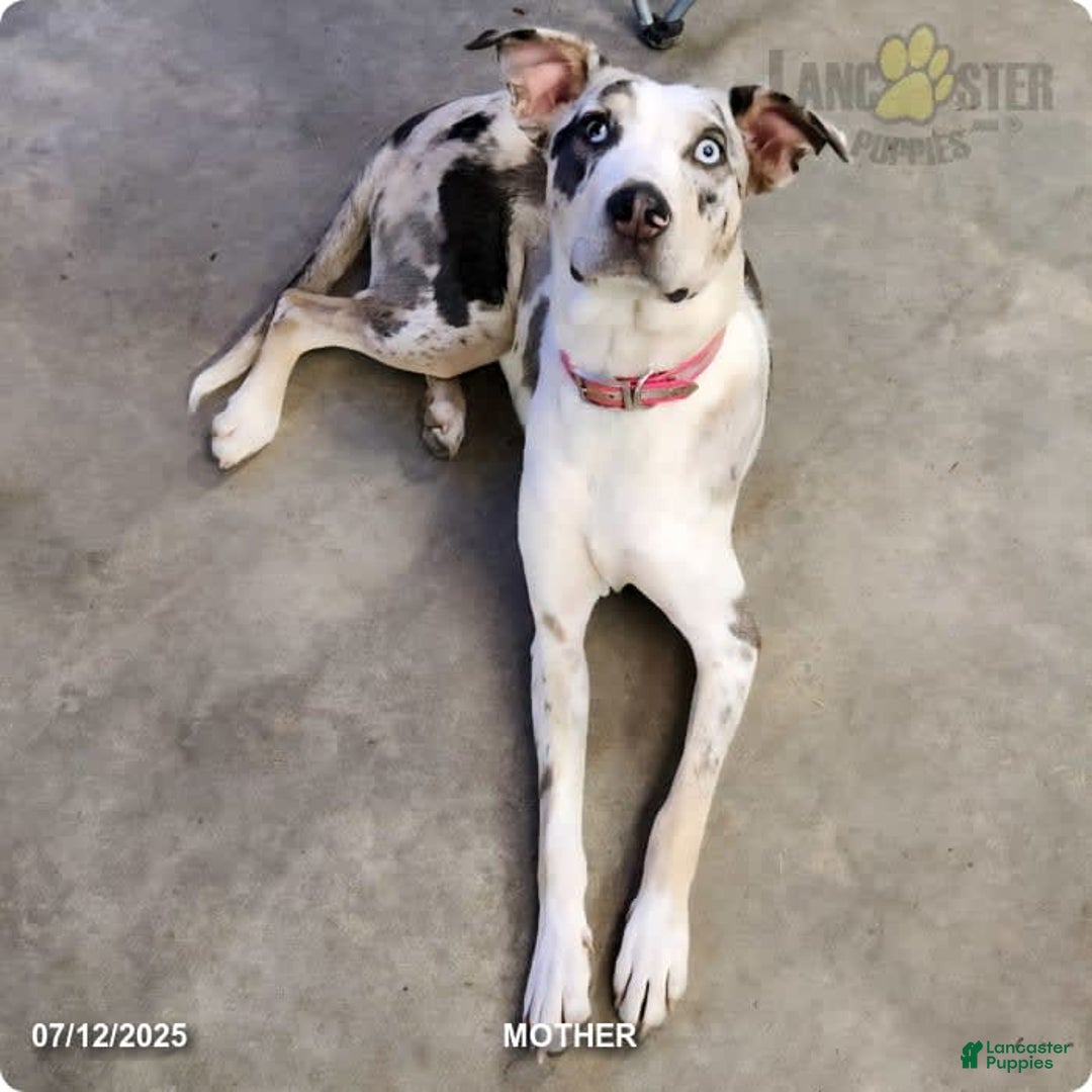 Catahoula Leopard Dog dogs for sale: Dallas - Image 7