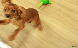 Cavalier King Charles Spaniel dogs for sale: Harley - Image 4