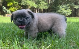 French Bulldog dogs for sale: CHEWIE - Image 7