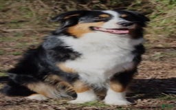 Australian Shepherd dogs for sale: Luke - Image 3
