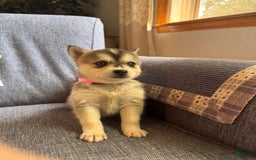 Alaskan Klee Kai dogs for sale: Blue Kiya - Image 5