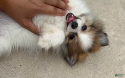 Pomeranian dogs for sale: Rollie - Image 2