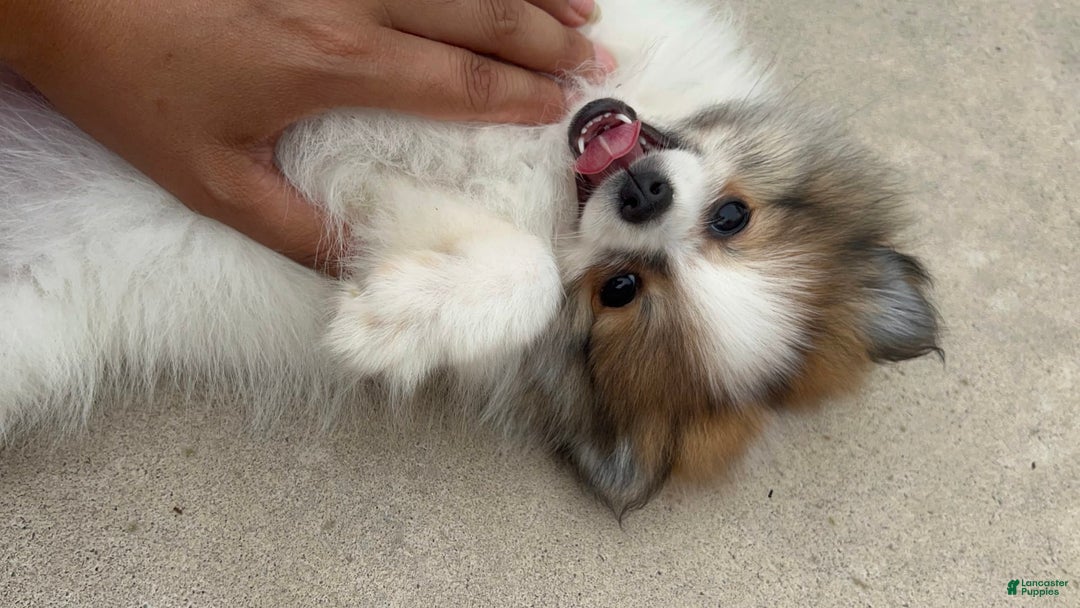 Pomeranian dogs for sale: Rollie - Image 2
