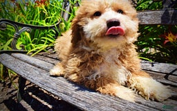 Havapoo dogs for sale: Whisky - Image 22