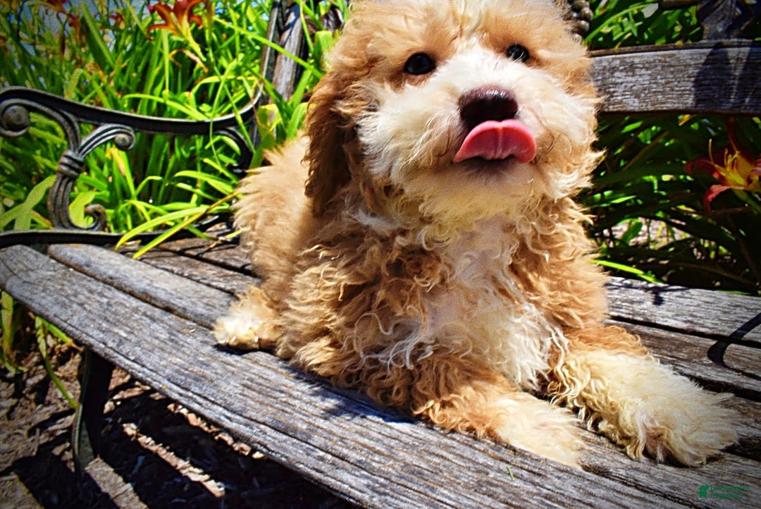 Havapoo dogs for sale: Whisky - Image 22