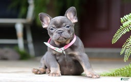 French Bulldog dogs for sale: Nora - Image 4